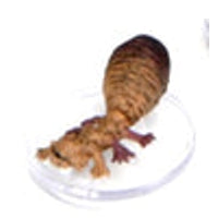 Egg Hunter Adult (Fizban's Treasury of Dragons) - (1)