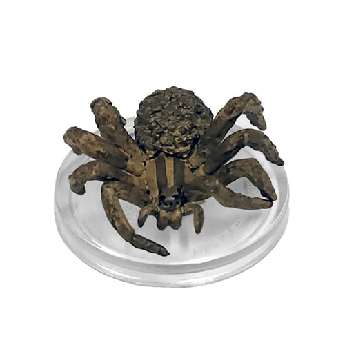 Giant Wolf Spider (Ghost Light) - (21), Miniatures, WizKids,- The Sword & Board
